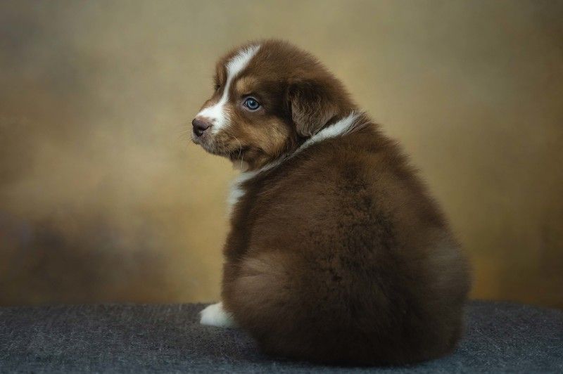 Маленький позёр фото превью