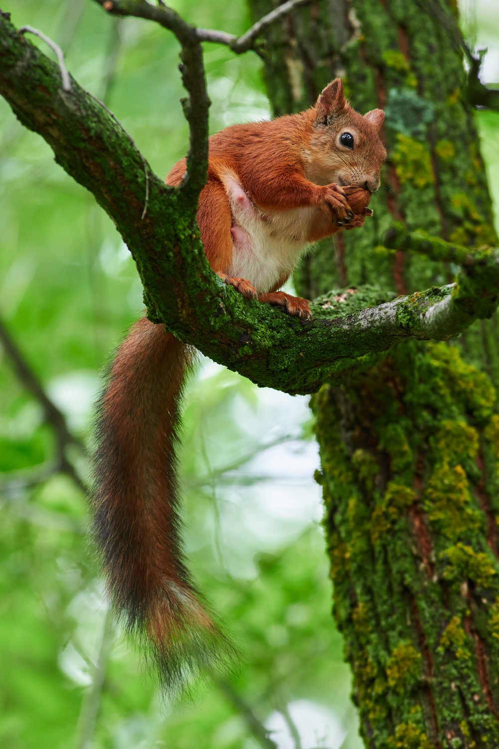 Sciurus vulgaris, volgograd, russia, wildlife, squirrel, белка, , Сторчилов Павел