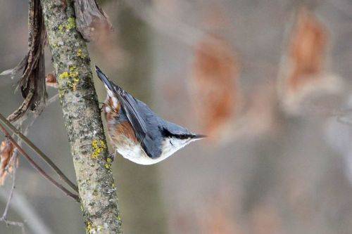 Ямщик (Sitta europaea)
