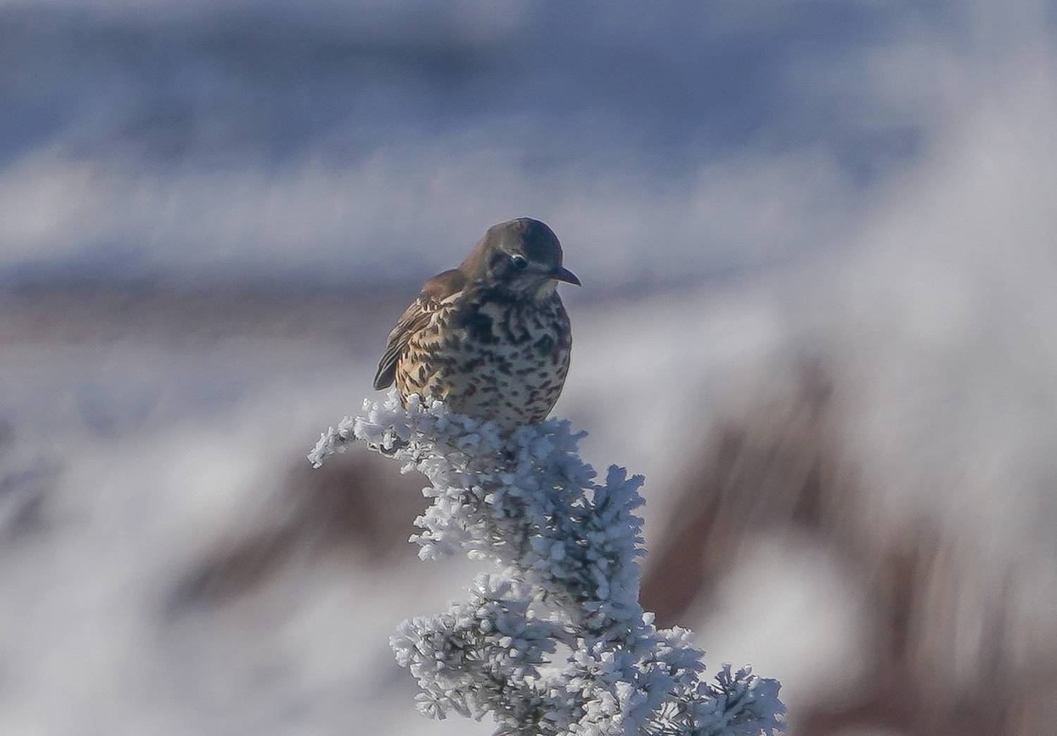 , Красимир Георгиев