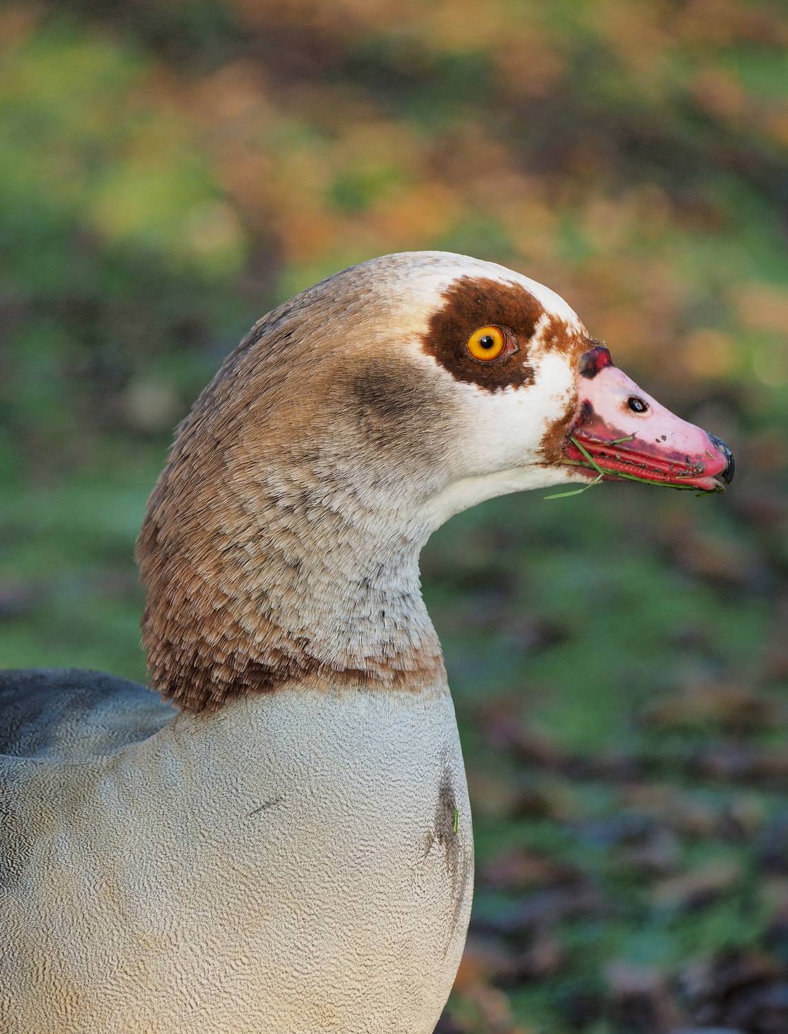 нильский гусь, египетский гусь, птица, goose, Протченко Ирина