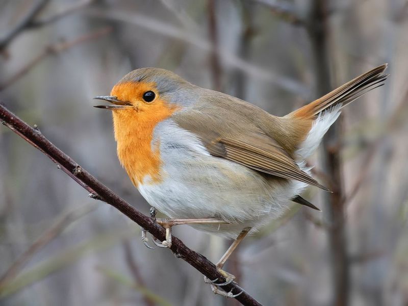 зарянка, птицы, erithacus rubecula Дружелюбная зарянка фото превью