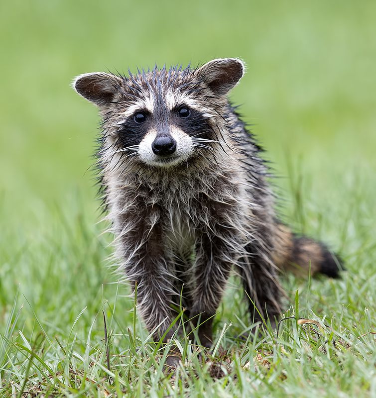 енот обыкновенный, енот-полоскун, raccoon, енот, дикие животные, животные, animals Wet Raccoon -Енот-полоскун после дождя фото превью