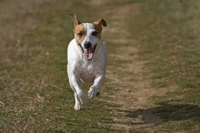 Джесика фото превью