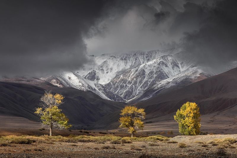 Три тополя на Алтае фото превью