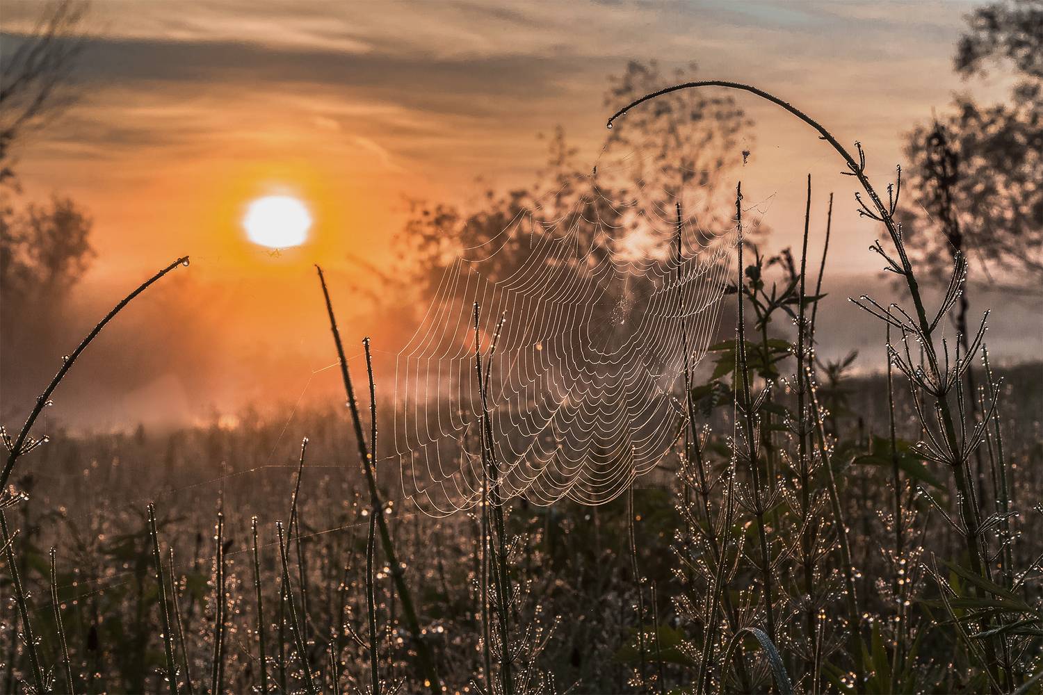 утро, паутина, трава, роса, солнце., Анкудинов Леонид