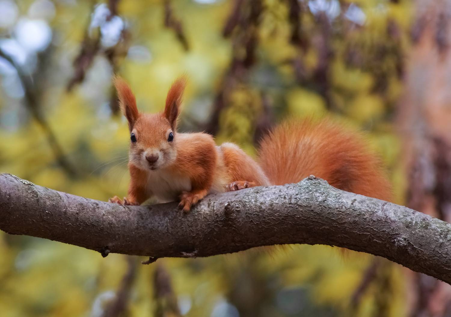 Белка, ветка, Чепленко Алексей