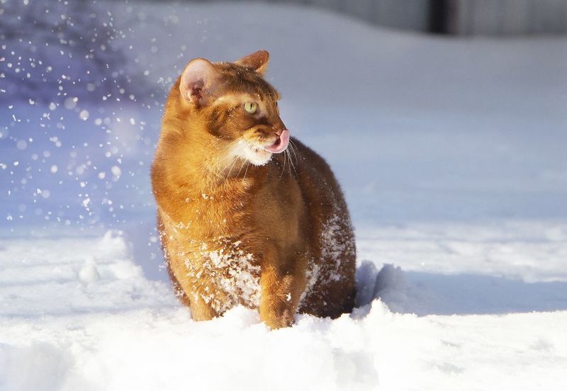 *** фото превью