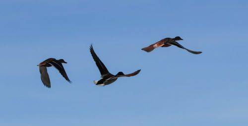 Лееетят уутки...!