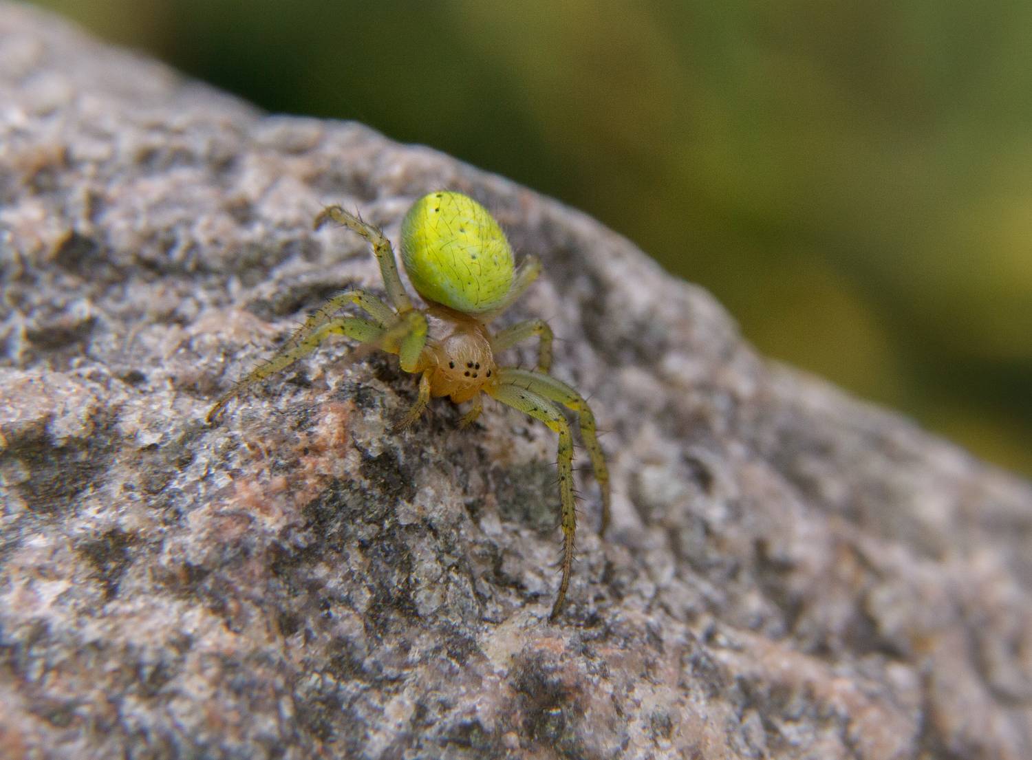 , Светлана Холодняк