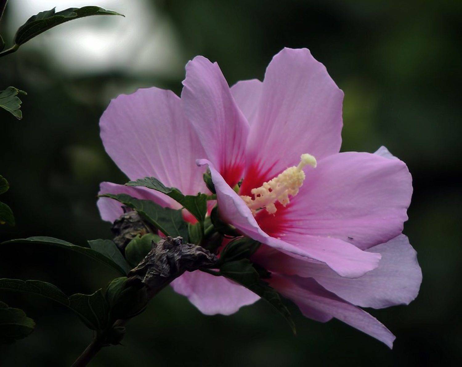 , Савоцкий Роман