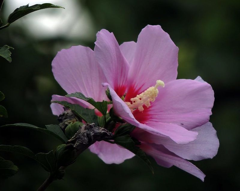 Мальва фото превью