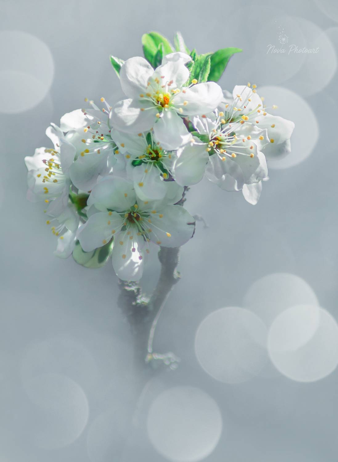 , Svetlana Smirnova