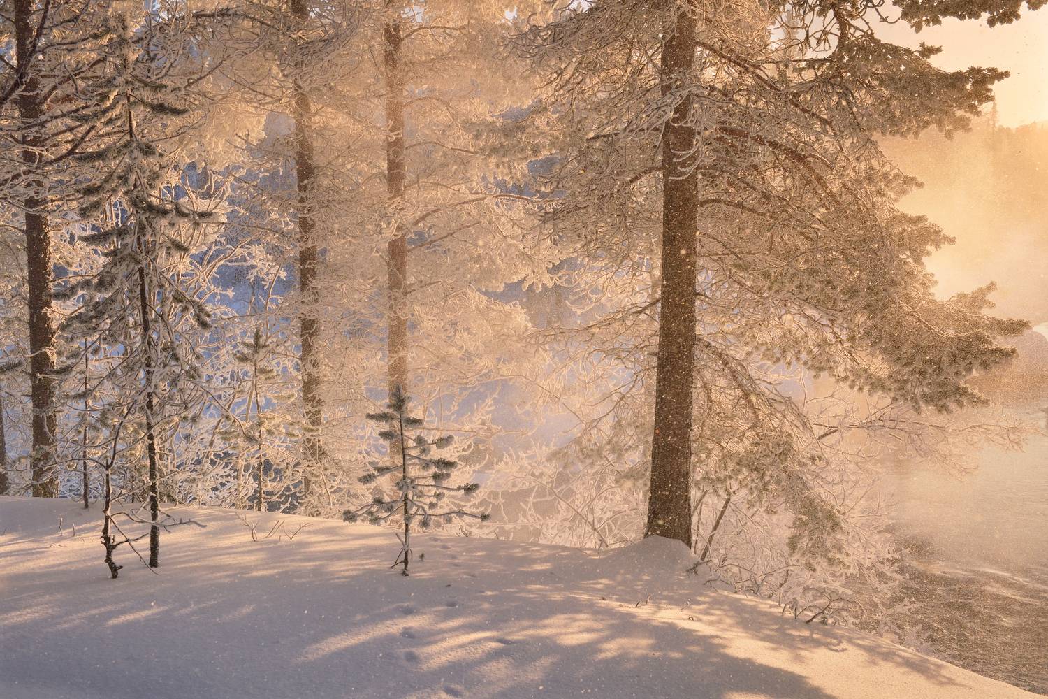 , Максим Евдокимов