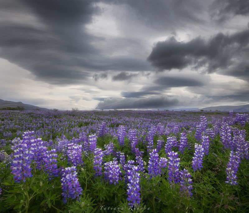 Люпиновые поля Исландии фото превью