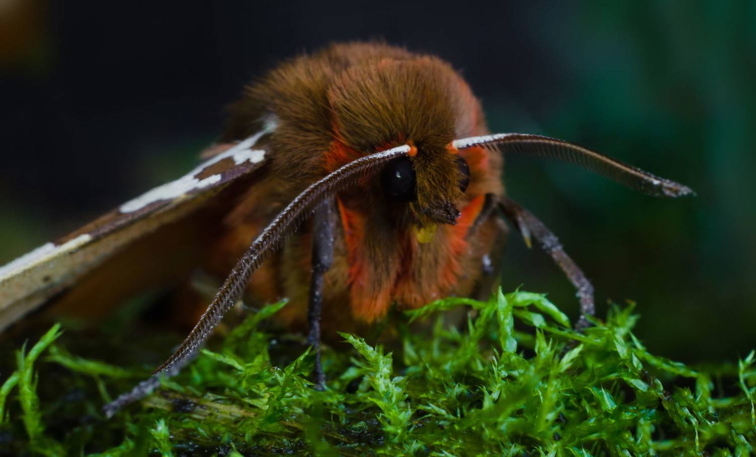 , Савенко Кирилл