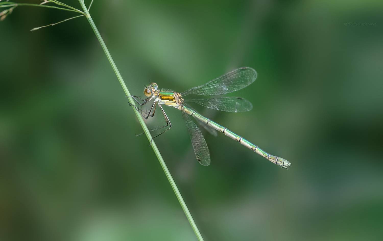 стрекоза, стрелка, макро, Ершова Юлия