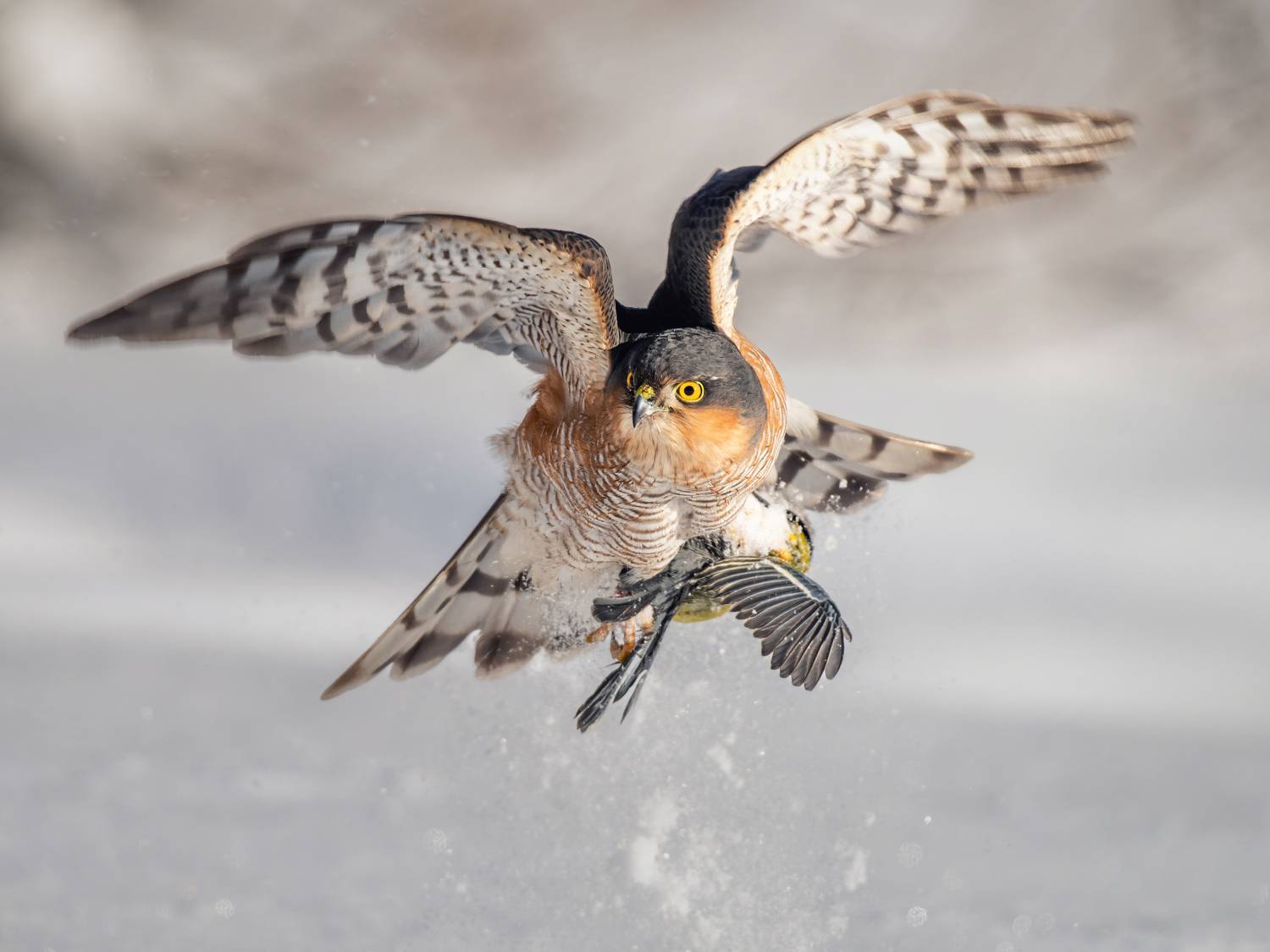 , Дэм Константин