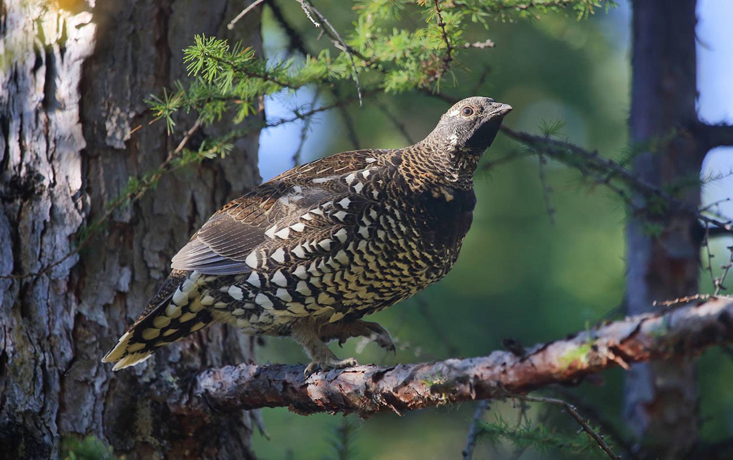 дикуша, ботчинский заповедник, тайга, Валерий Платонов