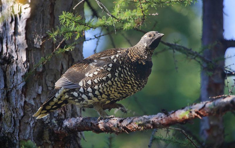 дикуша, ботчинский заповедник, тайга дикуша фото превью