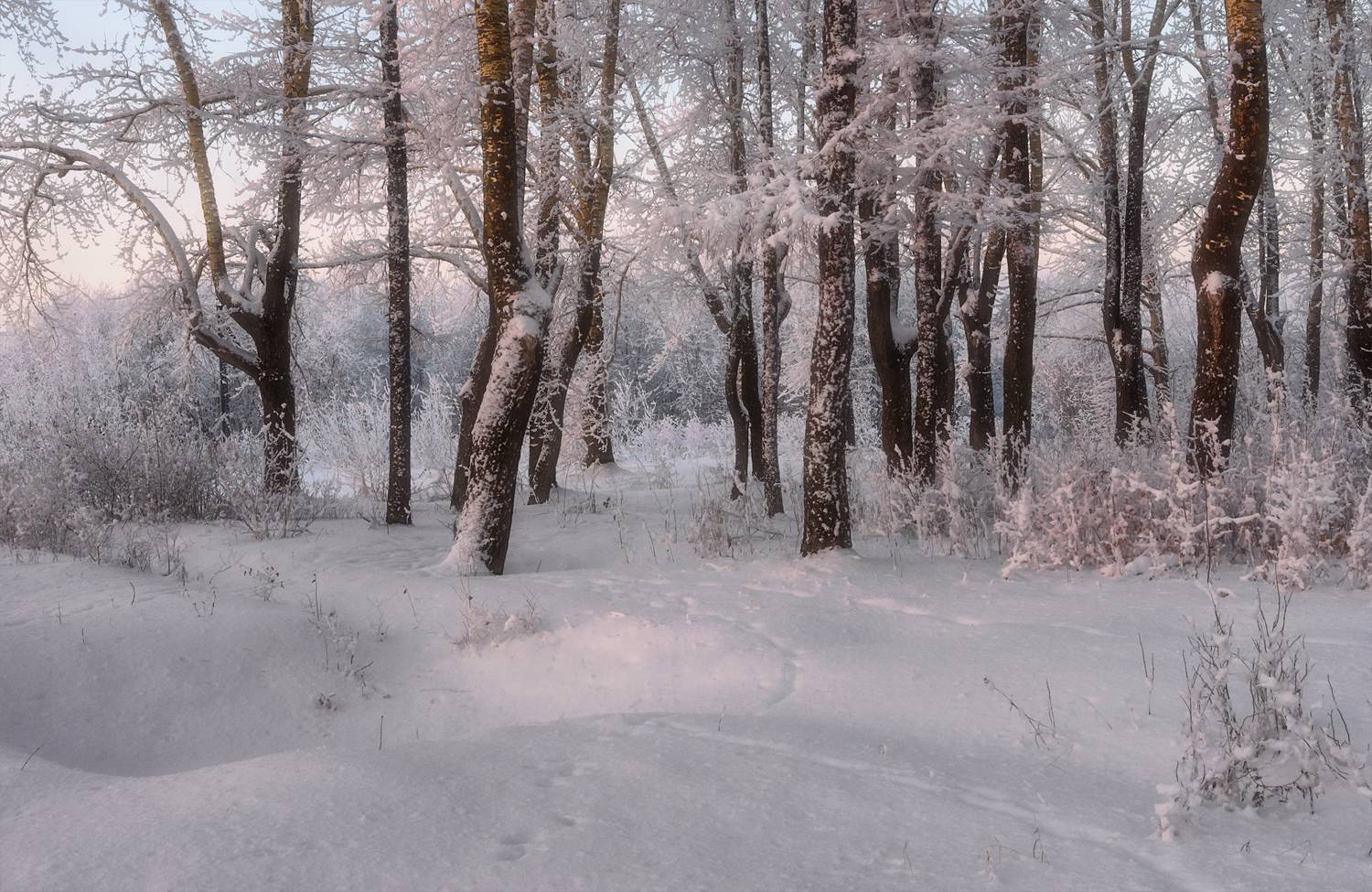 зима, декабрь, иней, мороз, сугробы, деревья, тополя, кусты, вечер, архангельск, Вера Ра