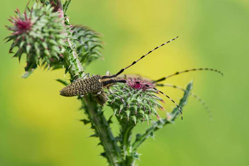 Agapanthia dahli фото превью
