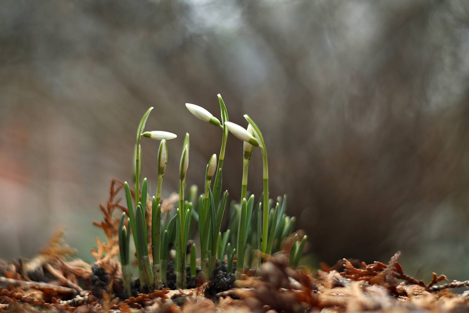 , Эдуард Колобошников