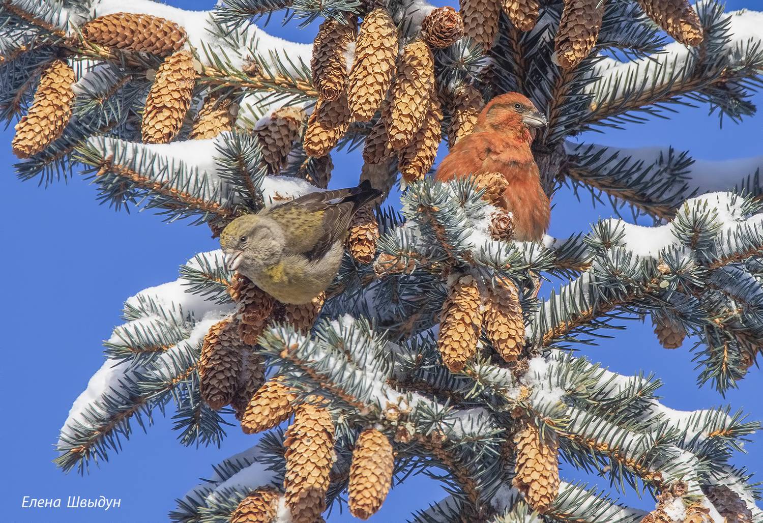 bird of prey, animal, birds, bird,  animal wildlife,  nature,  animals in the wild,клёст, клёст-еловик, еловик, red crossbill, птицы, птица, Елена Швыдун