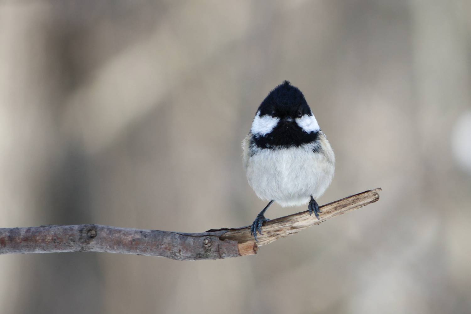 московка, чёрная синица, синица-московка, моховка, periparus ater, КарОл