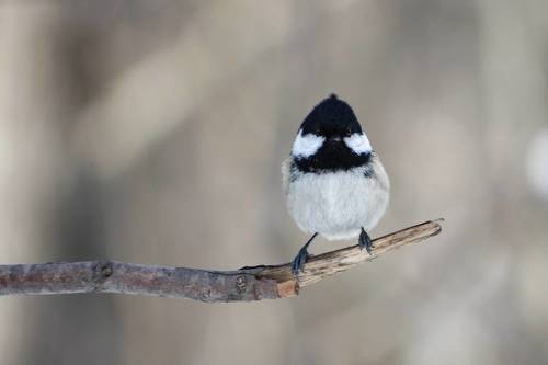 Любопытная Московка