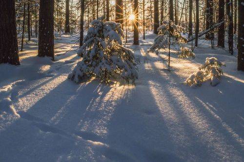 Вечер в еловом лесу