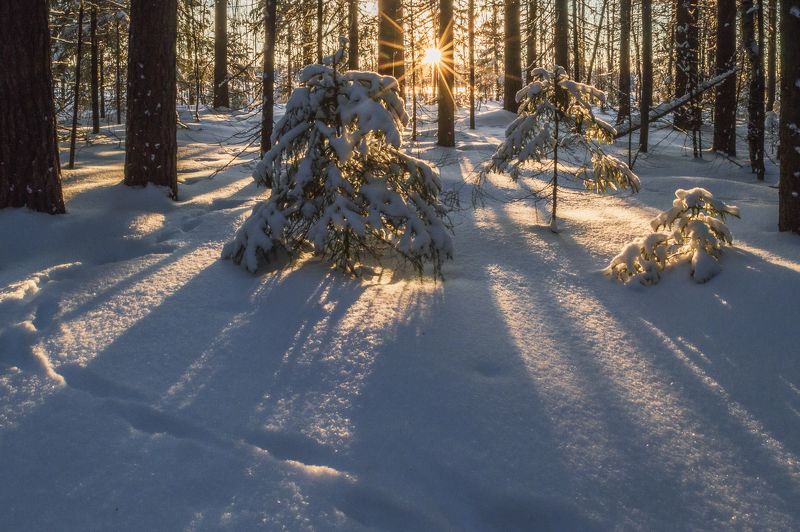 Вечер в еловом лесу фото превью