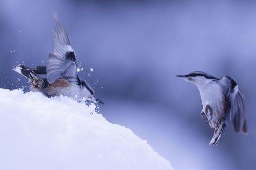 Птичий переполох