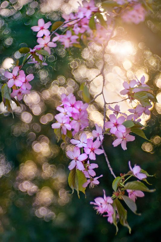 Цветение фото превью