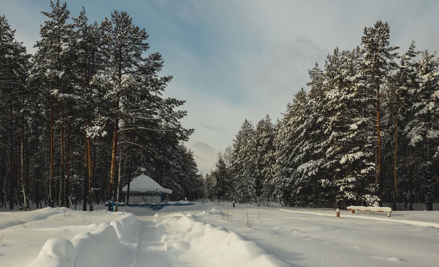 пейзаж, лес, зима, landscape, forest, winter, Васильев Владимир