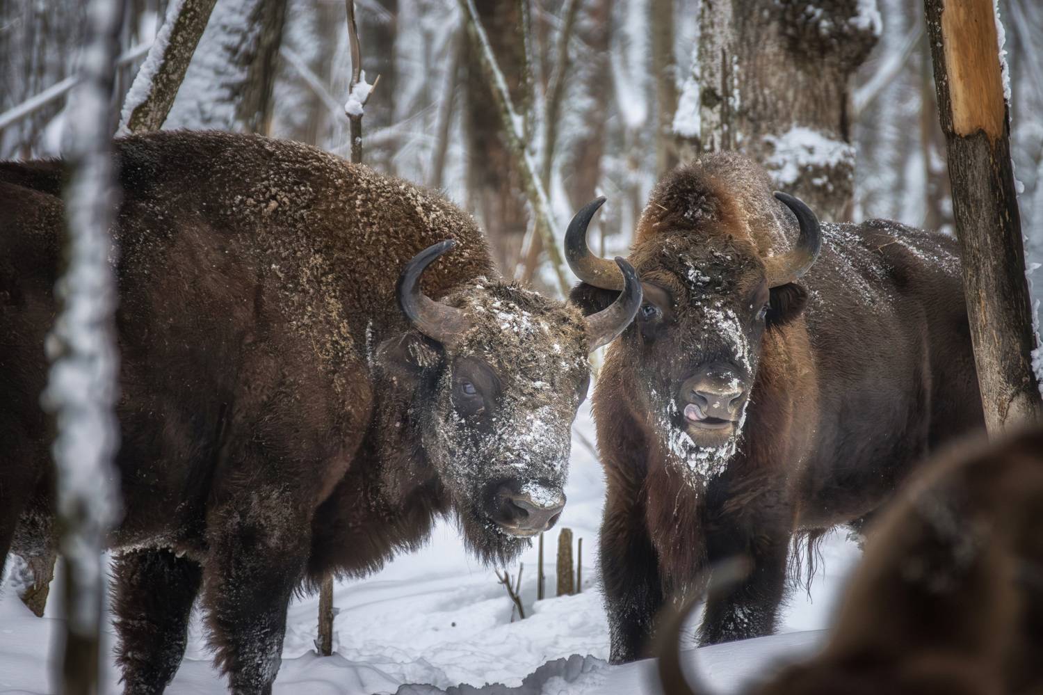 зубры, калужскиезасеки, животные, Olga Sharikova