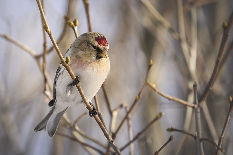 Redpoll фото превью