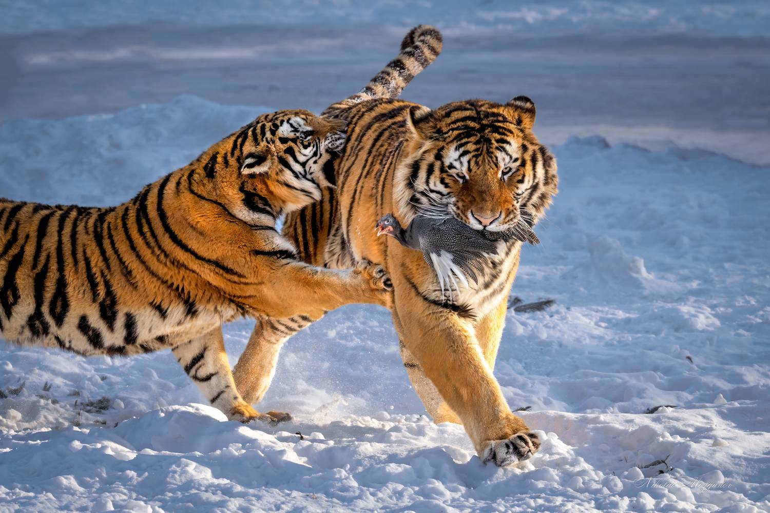 , Николай Мозгунов