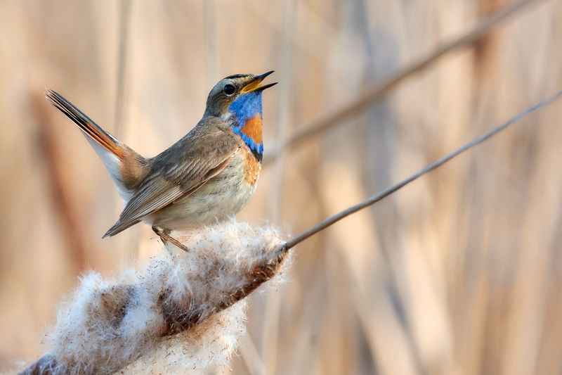 В мире птиц фото превью