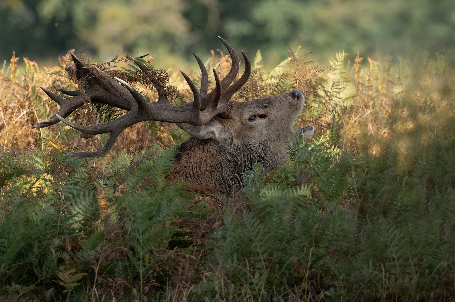 red deer, deer, animal, wildlife, nature, canon, MARIA KULA