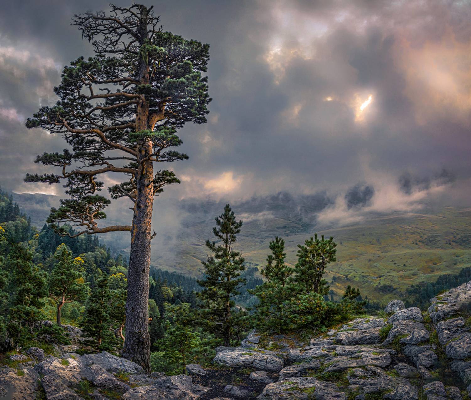 горы сосна закат, Anatoly