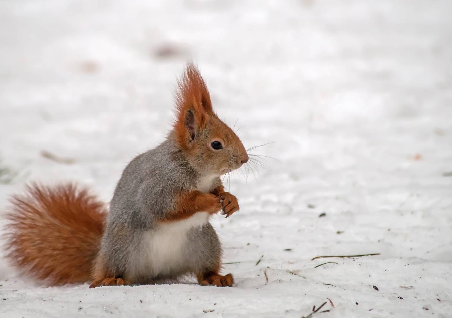 Белка, Чепленко Алексей