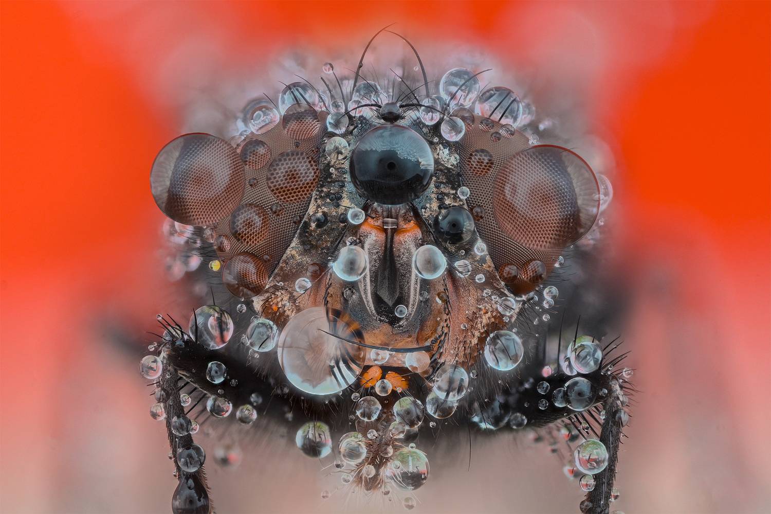 ceclii, macro, Цветан Ганев