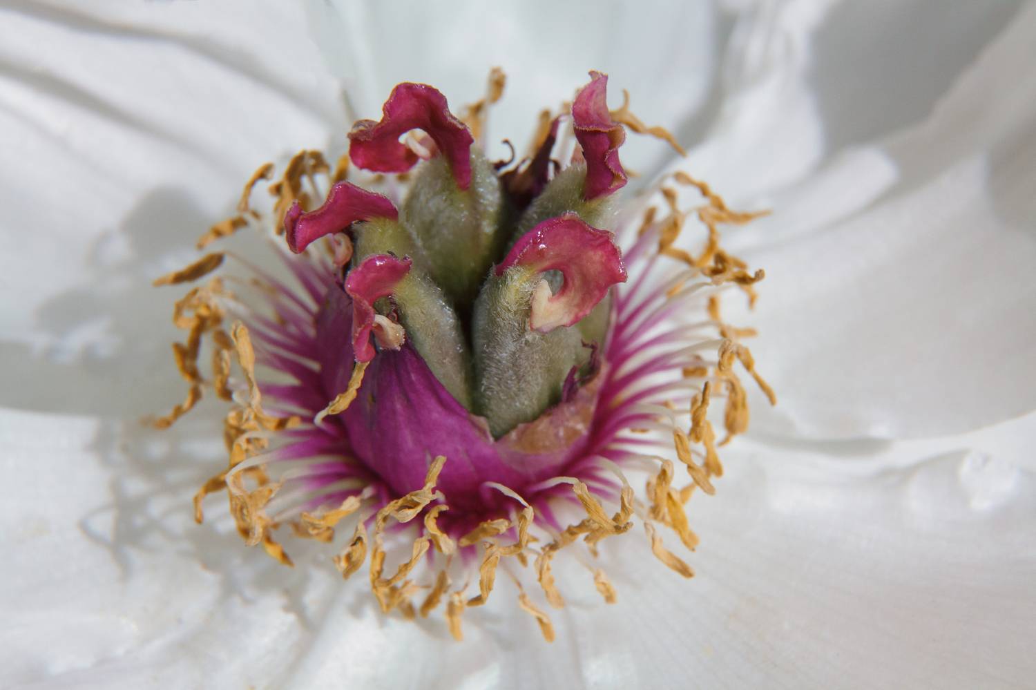 , Светлана Холодняк