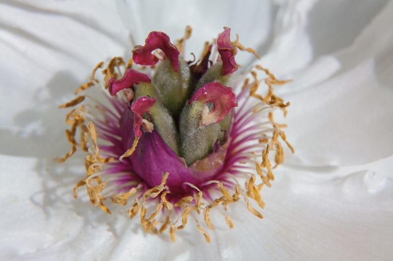 Хоровод фото превью