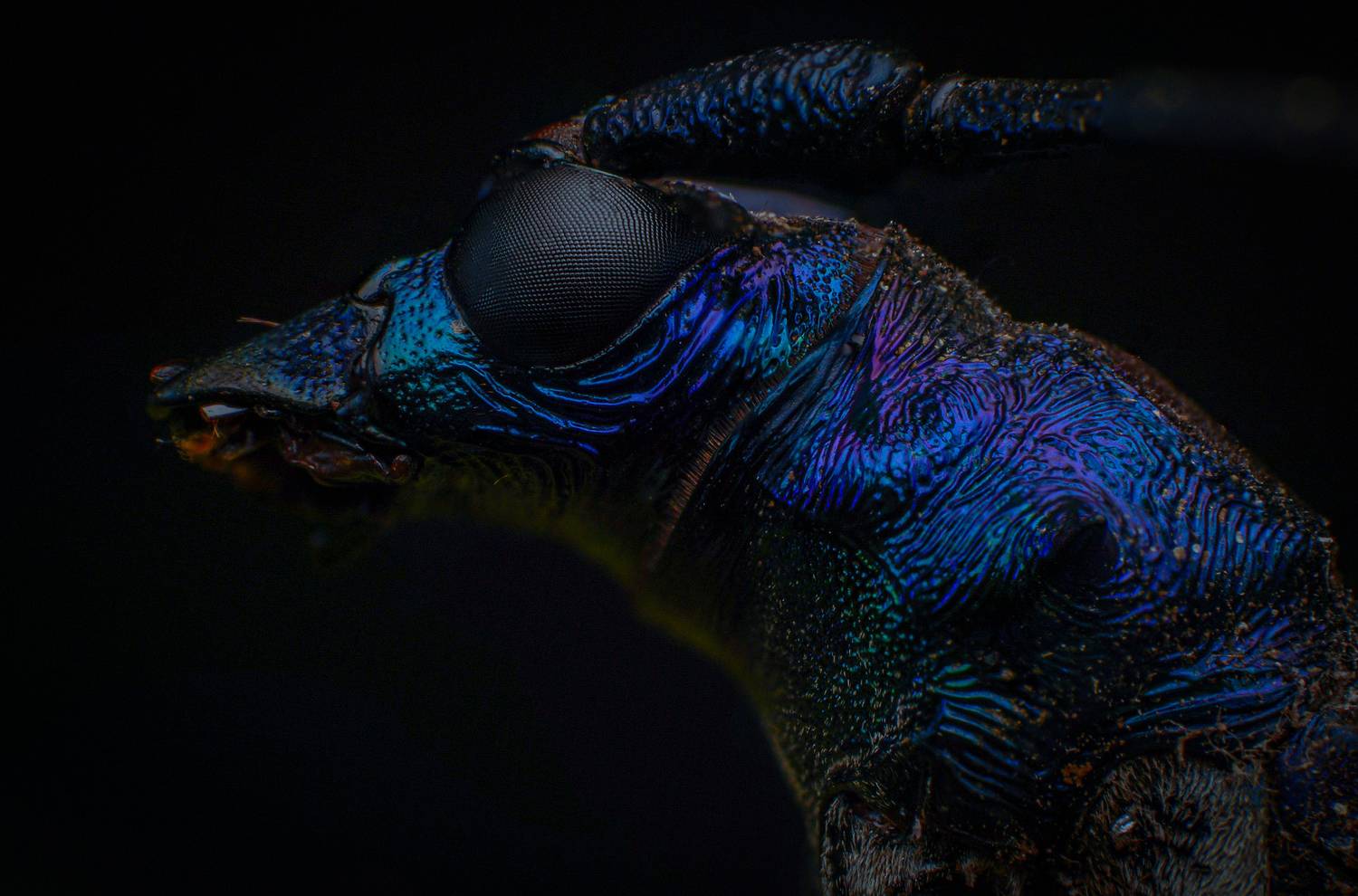 macro, nature, beetle, insect, Norman Celis