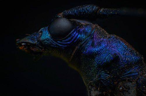 Metallic Longhorn Beetle