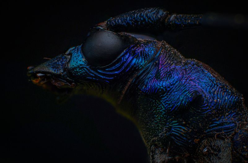 macro, nature, beetle, insect Metallic Longhorn Beetle фото превью