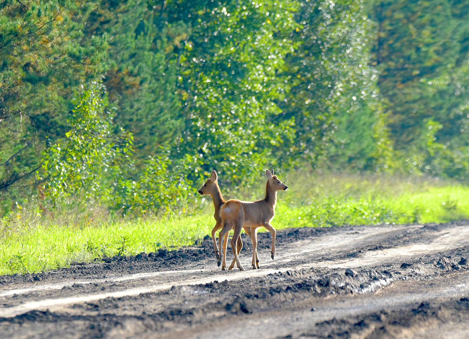 , Белоусов Михаил