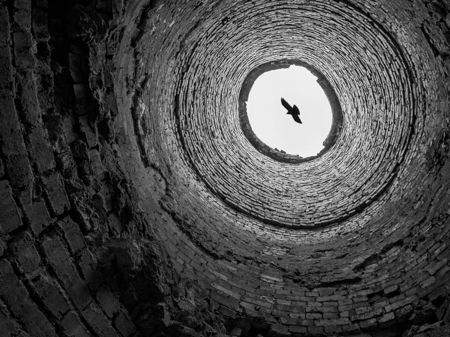 Птица, труба, Андрей Хаймин